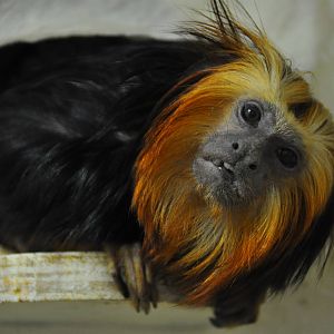 Golden-headed tamarin/ Leontopithecus chrysomelas