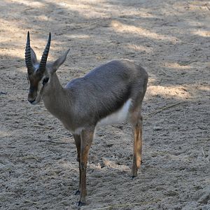 Palestine gazelle/ Gazella gazella gazella