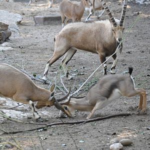 Palestine gazelle VS Nubian ibex