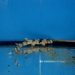 Hemiscyllium ocellatum - apart from the exhibition