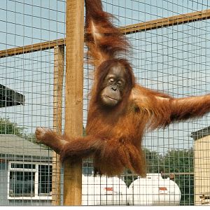 Dagu after 6 months UK Quarantine 1988