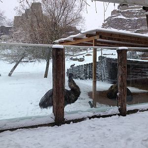 London Zoo January 2013