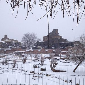 London Zoo January 2013