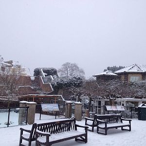 London Zoo January 2013