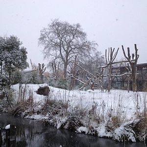 London Zoo January 2013