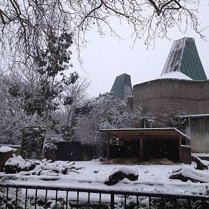 London Zoo January 2013