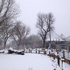 London Zoo January 2013