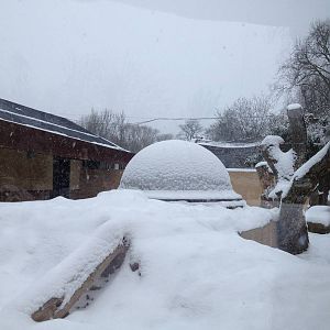 London Zoo January 2013