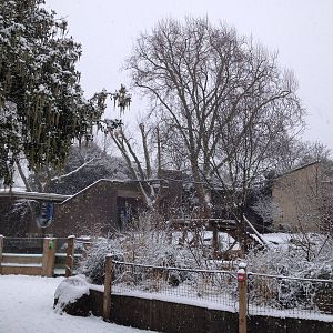 London Zoo January 2013