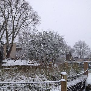 London Zoo January 2013