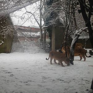 London Zoo January 2013