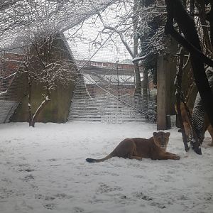 London Zoo January 2013