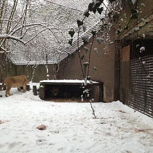 London Zoo January 2013