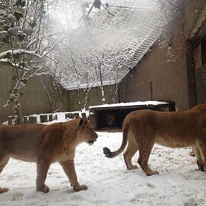 London Zoo January 2013