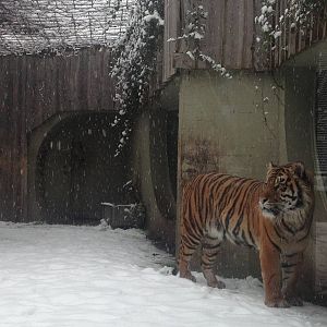 London Zoo January 2013