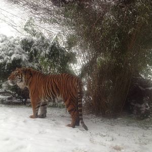 London Zoo January 2013