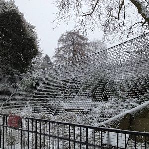 London Zoo January 2013