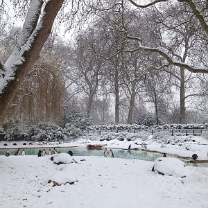 London Zoo January 2013
