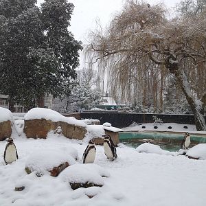 London Zoo January 2013