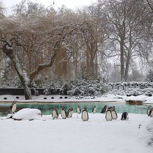 London Zoo January 2013