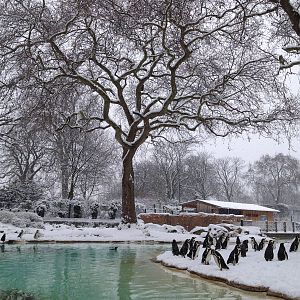 London Zoo January 2013