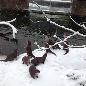 London Zoo January 2013