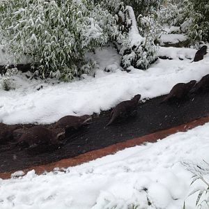 London Zoo January 2013