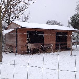 London Zoo January 2013