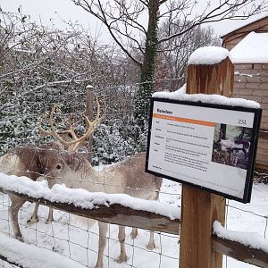 London Zoo January 2013