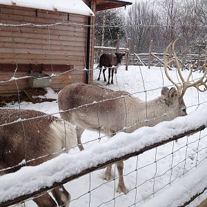 London Zoo January 2013