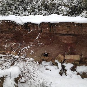 London Zoo January 2013