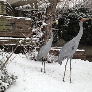 London Zoo January 2013