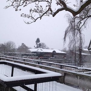 London Zoo January 2013