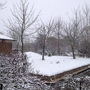 London Zoo January 2013