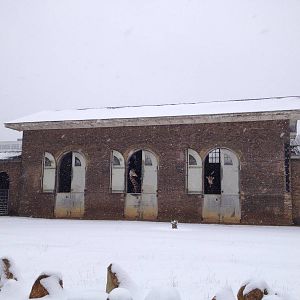 London Zoo January 2013