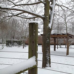 London Zoo January 2013