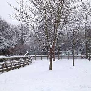 London Zoo January 2013