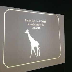 London Zoo January 2013