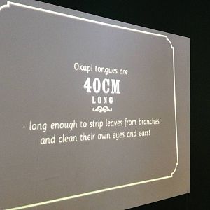 London Zoo January 2013