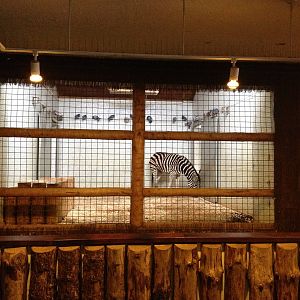 London Zoo January 2013