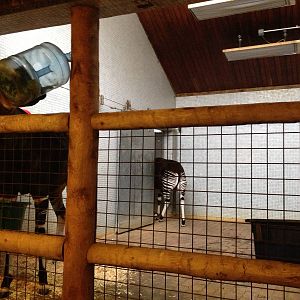 London Zoo January 2013