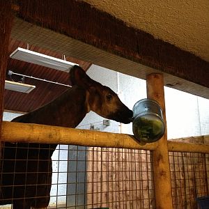 London Zoo January 2013