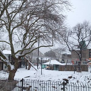 London Zoo January 2013