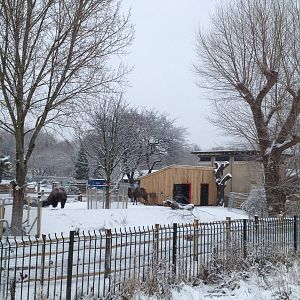 London Zoo January 2013