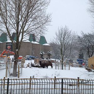 London Zoo January 2013