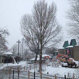 London Zoo January 2013