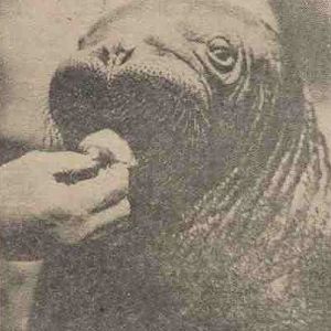 walrus at London Zoo