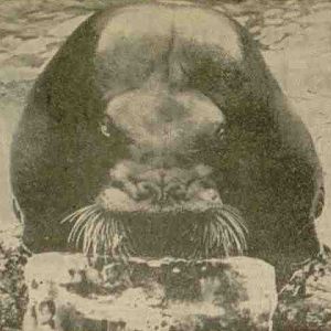 Walrus at Coney Island Aquarium