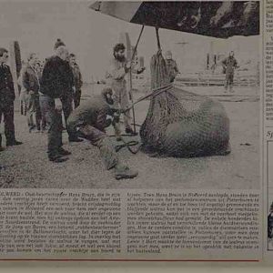 walrus in the Netherlands