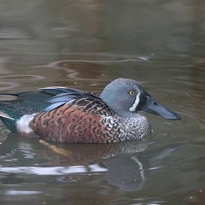 Australian Shoveler (Anas rhynchotis variegata)